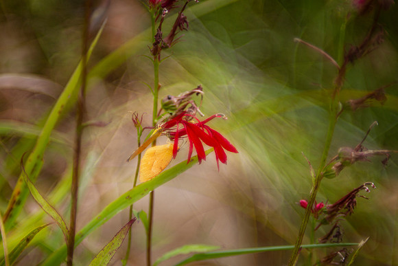 Cardinal flower and butterfly closeup with bokeh background