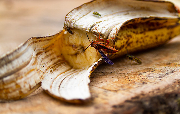 Bugs on rotting fruit