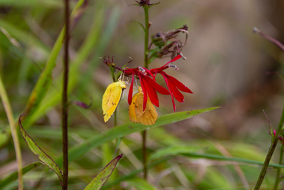Cardinal flower and butterfly closeup with bokeh background