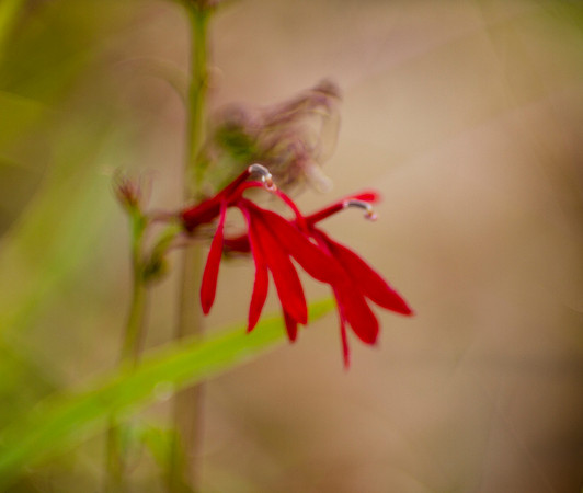 Cardinal flower closeup with bokeh background