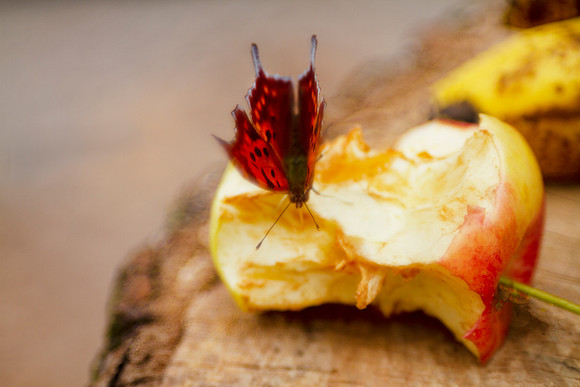 I'll finish this apple for you