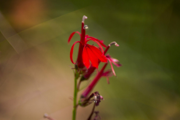 Cardinal flower closeup with bokeh background