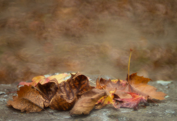 Autumn background, leaves with bokeh copy space