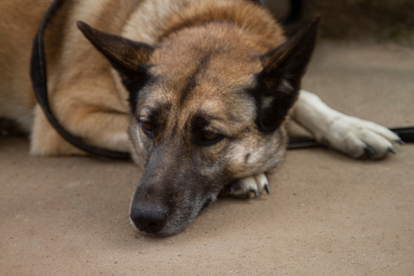 Dog with leash  laying down, tired, worried or sad