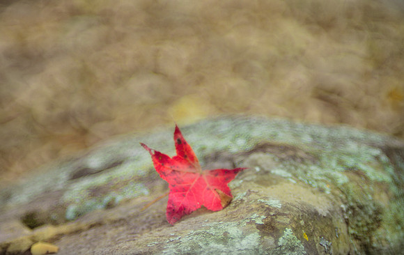 Blurred red autumn leaf with bokeh background