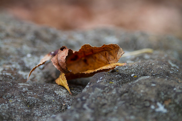 Autumn leaf with bokeh blurred background