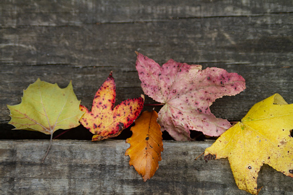 Autumn leaves frame or background with blurred copy space