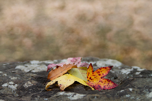 Autumn leaves frame or background with blurred copy space