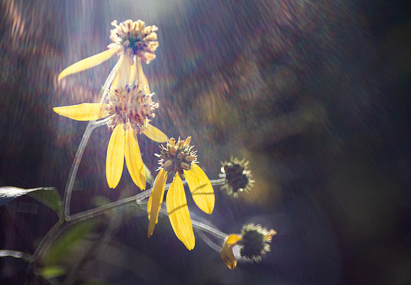 Sunlight on the daisies
