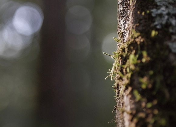 Nature background, tree trunk with moss, blurred bokeh backgroun
