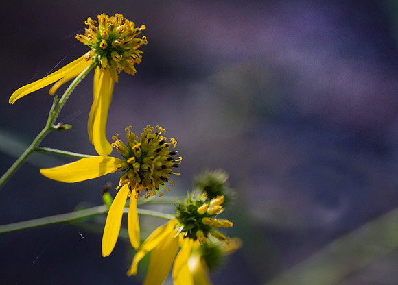 Wildflowers with purple bokeh background
