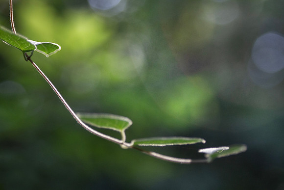 Vine in nature background with bokeh circles of light