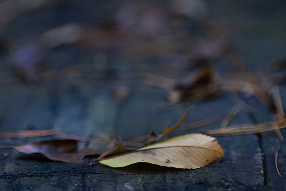 Autumn leaf closeup with bokeh background