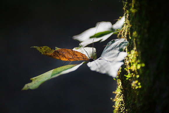 Spider on leaves in a tree, dark night image