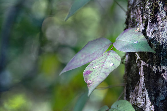 Toxicodendron radicans, poison ivy
