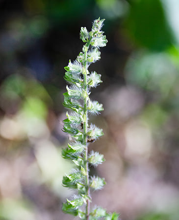 Beefsteak Mint flower head and seeds