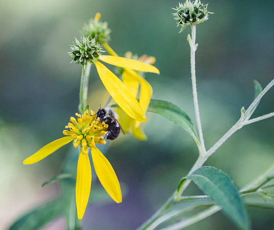 Honey bee on a yellow wildflower with bokeh background