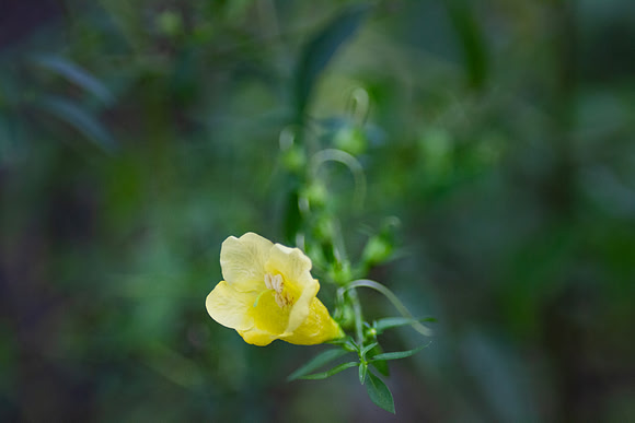 Yellow wildflower with bokeh green background closeup