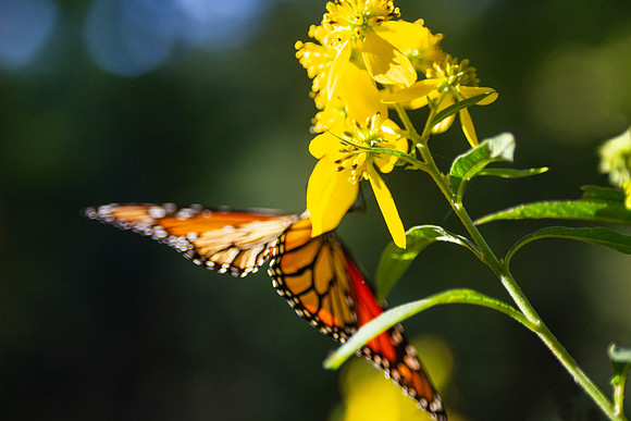 Monarch Butterfly on yellow flowers