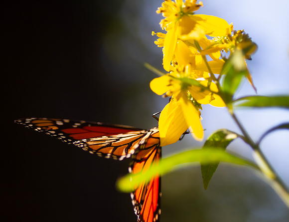 Monarch Butterfly on yellow flowers