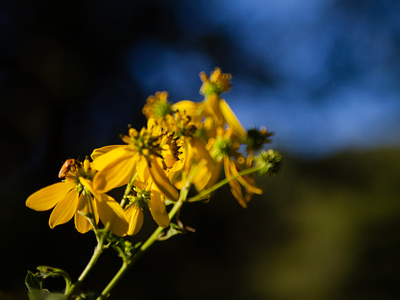 Yellow wildflowers with bokeh in blue