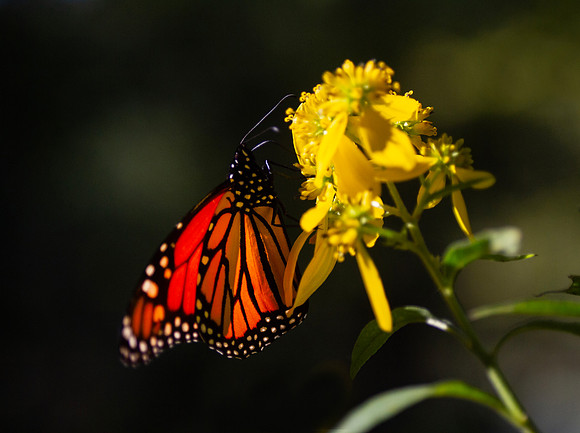 Monarch Butterfly on yellow flowers