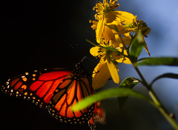 Monarch Butterfly on yellow flowers