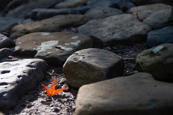 Autumn leaf background with large pavement rocks