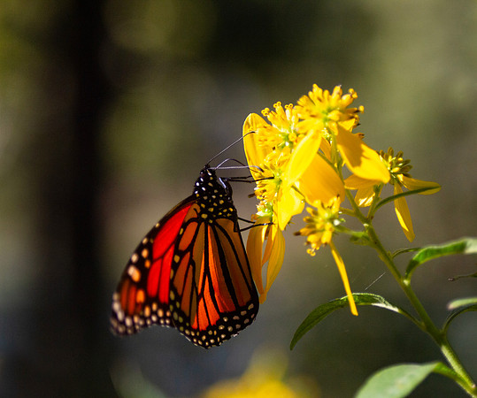 Monarch Butterfly on yellow flowers