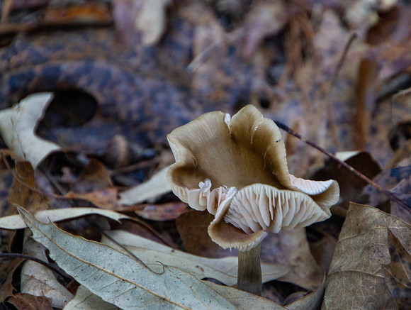 mushroom on the forest floor