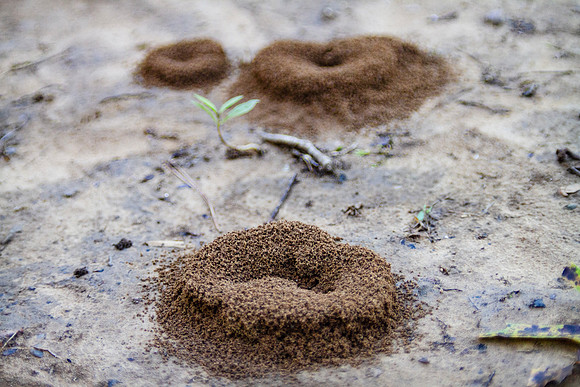 Ant hills closeup, three ant hills with a single little plant