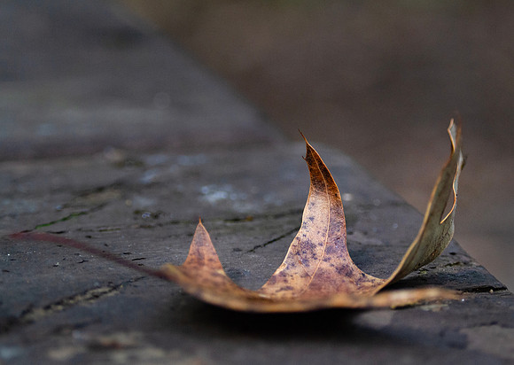Autumn leaf closeup with bokeh background