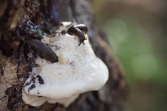 Slugs on a mushroom growing on a tree