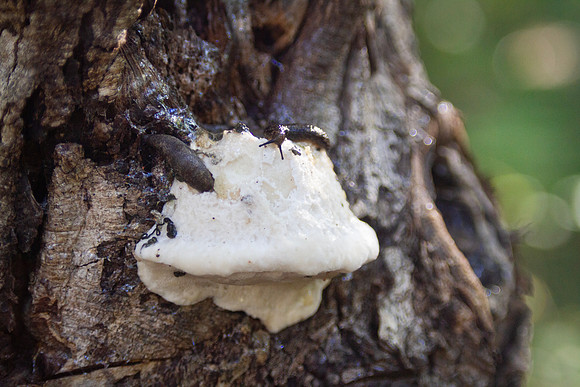 Slugs on a mushroom growing on a tree