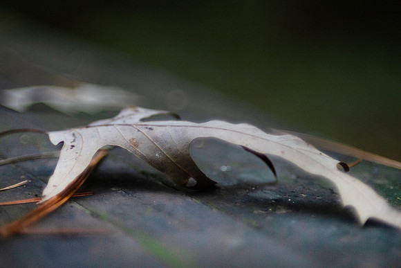 Autumn leaf closeup with bokeh background