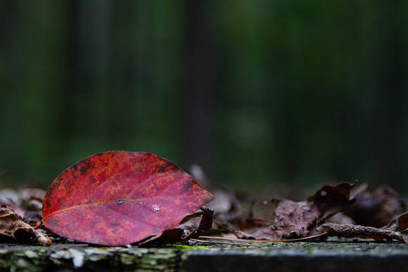 Autumn Leaves closeup with bokeh background