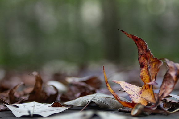Autumn Leaves closeup with bokeh background