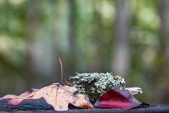 Autumn leaves and moss and lichen closeup