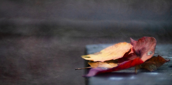 Autumn Leaves closeup with bokeh background