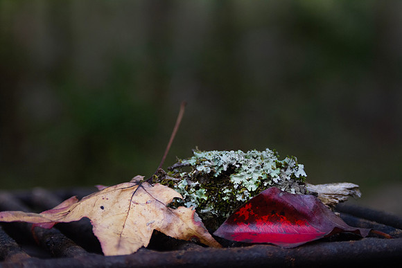 Autumn leaves and moss and lichen closeup