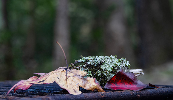 Autumn leaves and moss and lichen closeup