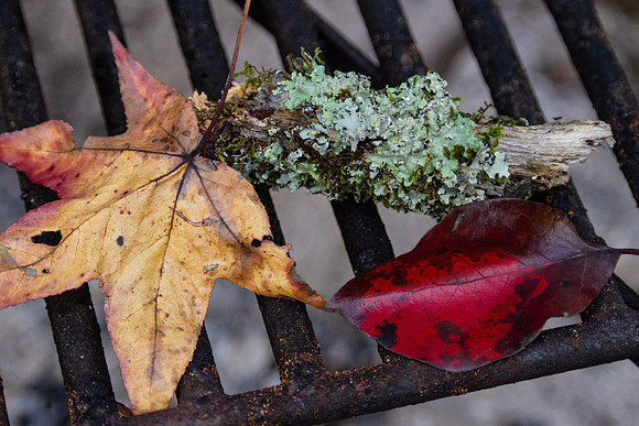 Autumn leaves and textures