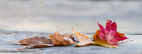 Autumn Leaves closeup blurred  background