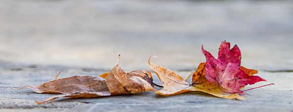 Autumn Leaves closeup blurred  background