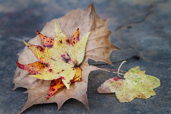 Autumn Leaves closeup blurred  background