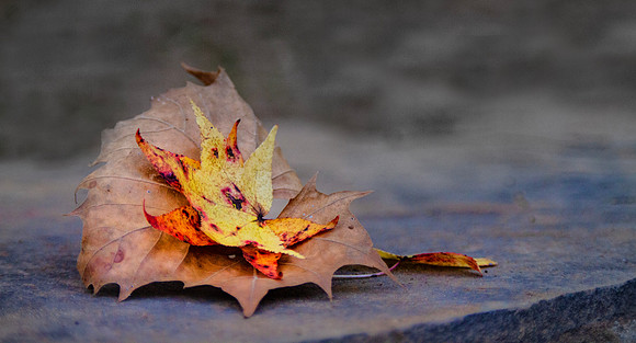 Autumn Leaves closeup with bokeh background