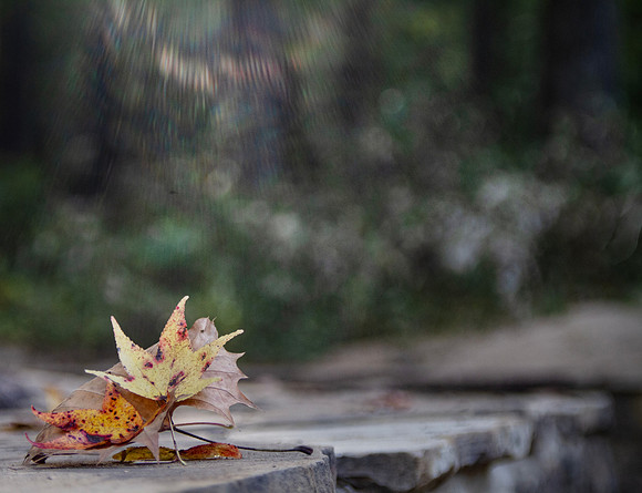 Autumn Leaves closeup with bokeh background