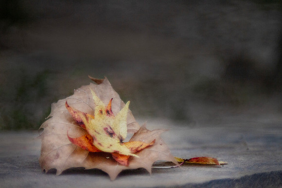 Autumn Leaves closeup blurred  background