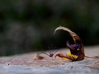 Spider on cement Halloween background, pest control