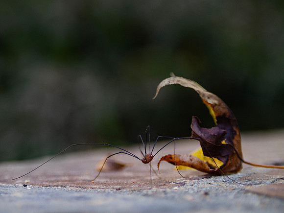Spider on cement Halloween background, pest control